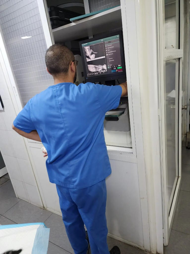 Veterinary X-ray of a rescued animal during diagnosis