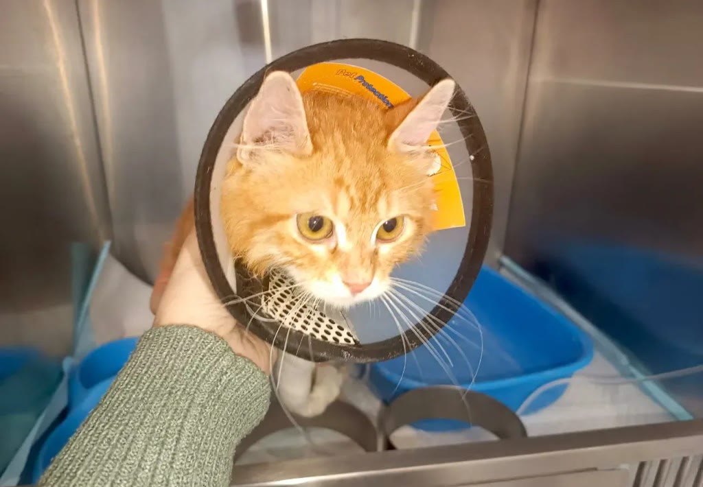 Spay and neuter aftercare for a rescued cat